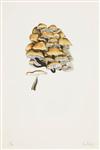 JOHN CAGE The Mushroom Book.